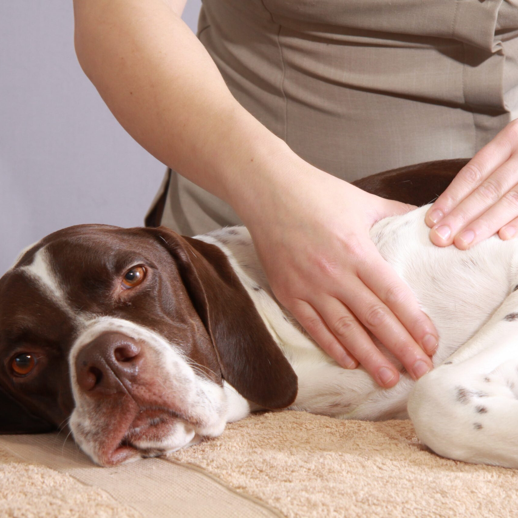 <h1>30' Relaxing dog massage</h1>