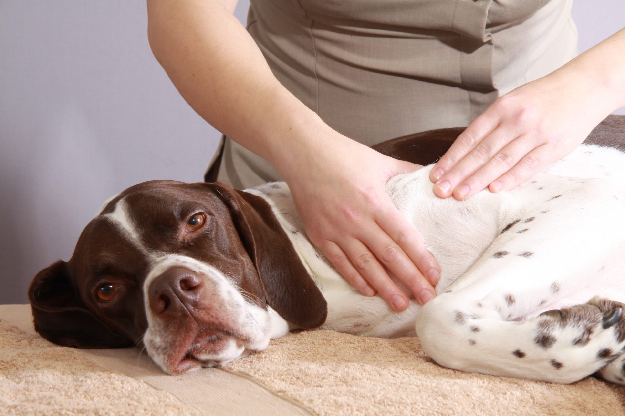 <h1>30' Relaxing dog massage</h1>